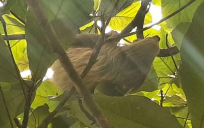 Ecotourism Internships in Costa Rica